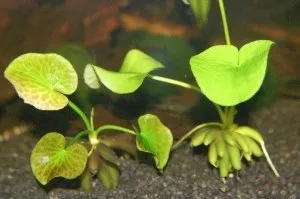 Банан водний або бананове рослина (nymphoides aquatica) -akvariym - сайт про акваріумних риб та (рослина) Банан водний або бананове рослина (nymphoides aquatica) -akvariym - сайт про акваріумних риб та