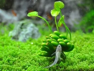 Банан водний або бананове рослина (nymphoides aquatica) -akvariym - сайт про акваріумних риб та (водний) Банан водний або бананове рослина (nymphoides aquatica) -akvariym - сайт про акваріумних риб та