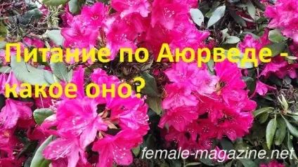Аюрведичне харчування - що це і як йому слідувати (харчування) Аюрведичне харчування - що це і як йому слідувати