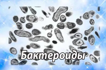 Бактероїди (bacteroidaceae), бактероїди знижені