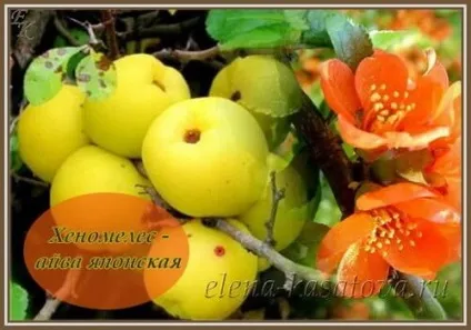 Айва корисні властивості і протипоказання (властивості) Айва корисні властивості і протипоказання