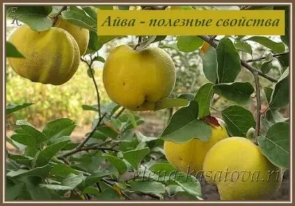 Айва корисні властивості і протипоказання (корисні) Айва корисні властивості і протипоказання