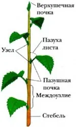квиток 11