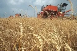 Бізнес-план фермерського господарства вкладення, прибуток (бізнес-план) Бізнес-план фермерського господарства вкладення, прибуток