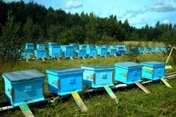 Бізнес-план фермерського господарства вкладення, прибуток (фермерського) Бізнес-план фермерського господарства вкладення, прибуток