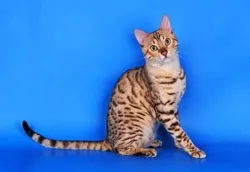 бенгальська окрас