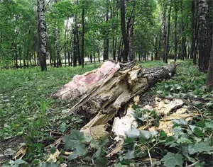 нещадне благоустрій