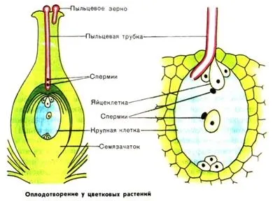 квиток 11