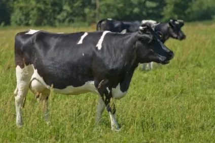 Бізнес план організації продажу молочних продуктів - найкращі бізнес ідеї (продуктів) Бізнес план організації продажу молочних продуктів - найкращі бізнес ідеї