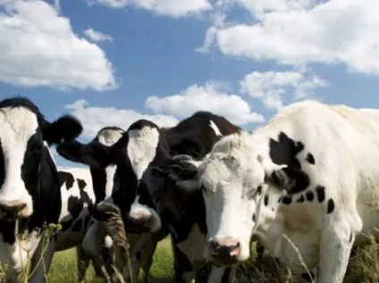 Біостимулятор продуктивності іркутін, інноком (біостимулятор) Біостимулятор продуктивності іркутін, інноком