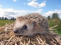 Хвороби їжаків їжачків лікування їжачка їжаків, паразити, очі, зуби, вуха, кігті, шкіра, колючки, легеневі () Хвороби їжаків їжачків лікування їжачка їжаків, паразити, очі, зуби, вуха, кігті, шкіра, колючки, легеневі