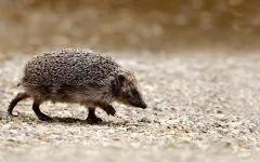 Хвороби їжаків їжачків лікування їжачка їжаків, паразити, очі, зуби, вуха, кігті, шкіра, колючки, легеневі () Хвороби їжаків їжачків лікування їжачка їжаків, паразити, очі, зуби, вуха, кігті, шкіра, колючки, легеневі