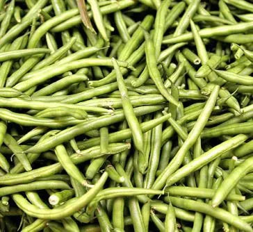 Боби кормові, кінські боби (vicia faba l (vicia) Боби кормові, кінські боби (vicia faba l