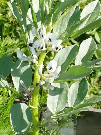 Боби кормові, кінські боби (vicia faba l (vicia) Боби кормові, кінські боби (vicia faba l