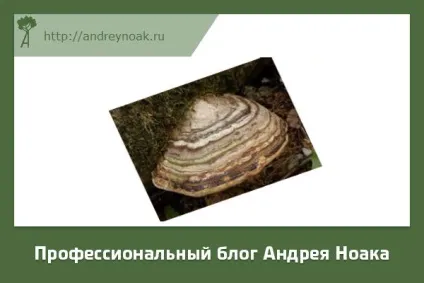 Хвороби дерев - назва і фото (назва) Хвороби дерев - назва і фото