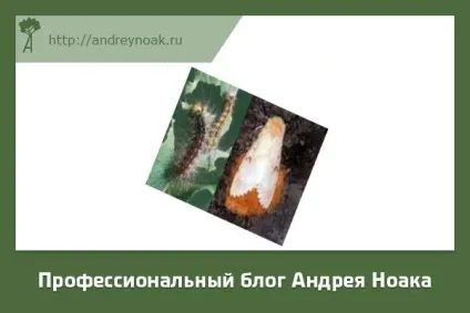 Хвороби дерев - назва і фото (заселяються стовбуровими шкідниками) Хвороби дерев - назва і фото