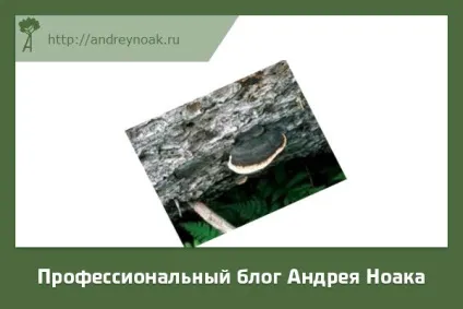 Хвороби дерев - назва і фото (специфічно залежить типу) Хвороби дерев - назва і фото