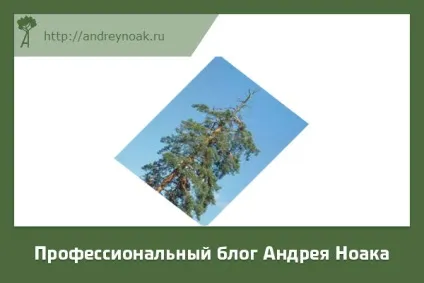 Хвороби дерев - назва і фото (назва) Хвороби дерев - назва і фото