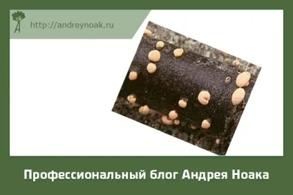 Хвороби дерев - назва і фото (специфічно залежить типу) Хвороби дерев - назва і фото