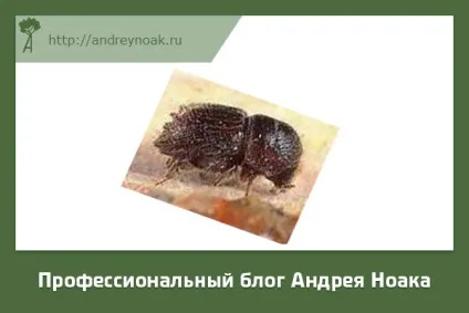 Хвороби дерев - назва і фото (дерев) Хвороби дерев - назва і фото