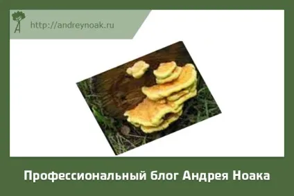 Хвороби дерев - назва і фото (дерев) Хвороби дерев - назва і фото