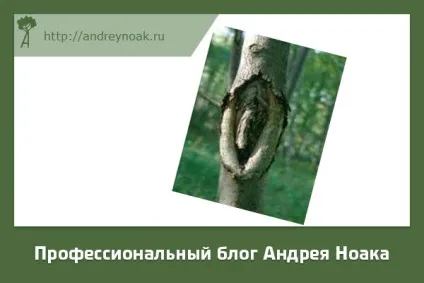 Хвороби дерев - назва і фото (назва) Хвороби дерев - назва і фото