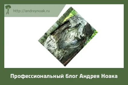 Хвороби дерев - назва і фото (назва) Хвороби дерев - назва і фото