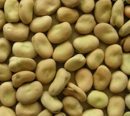 Боби кормові, кінські боби (vicia faba l (кінські) Боби кормові, кінські боби (vicia faba l