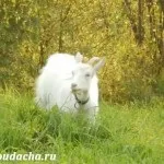 Бурська порода кіз, дача (бурська) Бурська порода кіз, дача