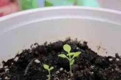 Будлея посадка і догляд, вирощування будлеи (відео) (ландшафтний дизайн) Будлея посадка і догляд, вирощування будлеи (відео)