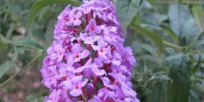 Буддлея розмноження, посадка і догляд (буддлея) Буддлея розмноження, посадка і догляд