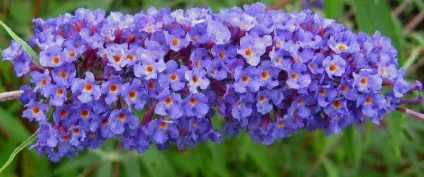 Буддлея - посадка, догляд, сорти, опис, фото (сорти) Буддлея - посадка, догляд, сорти, опис, фото