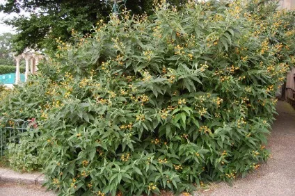 Буддлея - посадка, догляд, сорти, опис, фото (сорти) Буддлея - посадка, догляд, сорти, опис, фото