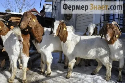 Бурські кози важливі моменти змісту і розведення (бурські кози порода зміст розведення особливості) Бурські кози важливі моменти змісту і розведення