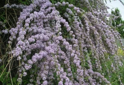 Буддлея - посадка, догляд, сорти, опис, фото (сорти) Буддлея - посадка, догляд, сорти, опис, фото