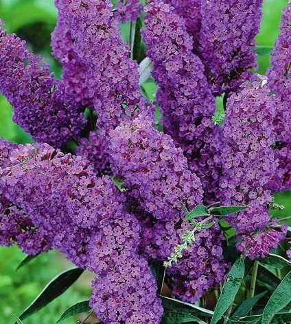 Буддлея - посадка, догляд, сорти, опис, фото (сорти) Буддлея - посадка, догляд, сорти, опис, фото