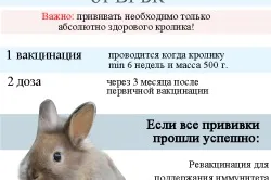 Вакцинація кроликів в домашніх умовах (відео) (хворобам міксоматозу вірусної) Вакцинація кроликів в домашніх умовах (відео)