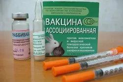 Вакцинація кроликів в домашніх умовах (відео) (кроликів) Вакцинація кроликів в домашніх умовах (відео)