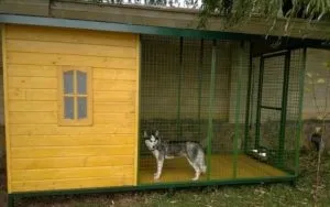 Догляд та утримання хаскі в квартирних умовах і заміському будинку