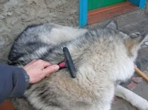 Догляд та утримання хаскі в квартирних умовах і заміському будинку