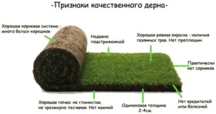 Пристрій рулонного газону своїми руками (газону) Пристрій рулонного газону своїми руками