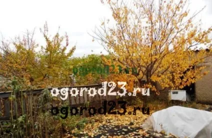 Догляд за садом восени