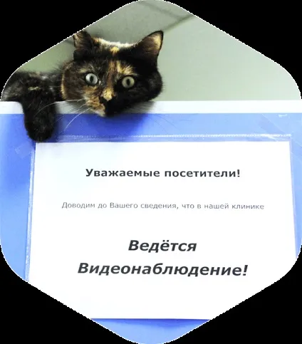 Вушний кліщ у кішки симптоми і лікування отодектоза (вушної) Вушний кліщ у кішки симптоми і лікування отодектоза