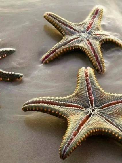 Захоплюючі факти про морських зірок, які ви навряд чи знали, наука і життя (які) Захоплюючі факти про морських зірок, які ви навряд чи знали, наука і життя