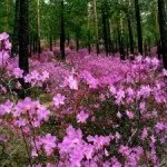 Чим корисний сосновий лесхвойние (Саме цієї причини) Чим корисний сосновий лесхвойние