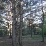 Чим корисний сосновий лесхвойние (сосновий) Чим корисний сосновий лесхвойние