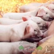 Чим годують свиней на свинокомплексах типи годівлі, екструдований корм і поради (годування) Чим годують свиней на свинокомплексах типи годівлі, екструдований корм і поради