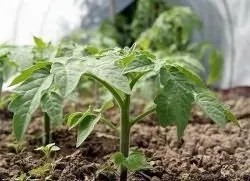 Чим полити розсаду квітів щоб краще росла (квітів) Чим полити розсаду квітів щоб краще росла