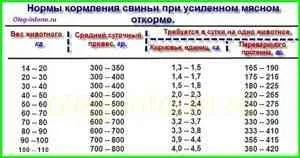 Чим годувати поросят для швидкого зростання - свинарство -if () - endif - каталог статей - розвиток (зростання) Чим годувати поросят для швидкого зростання - свинарство -if () - endif - каталог статей - розвиток
