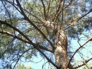 Чим корисний сосновий лесхвойние (сосновий) Чим корисний сосновий лесхвойние